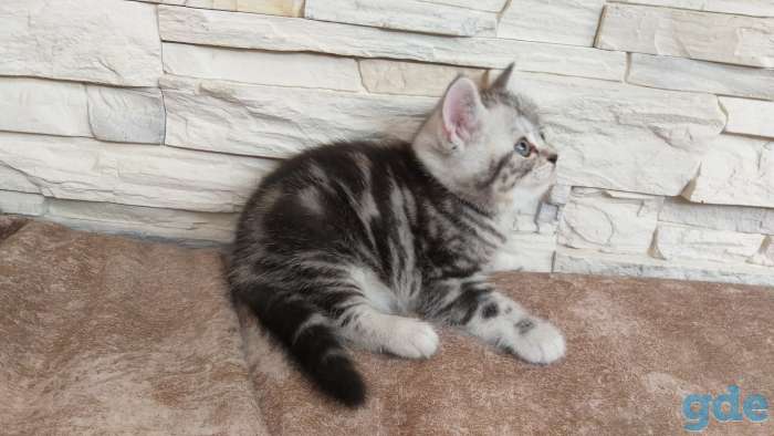 Шотландские котята, фотография 3