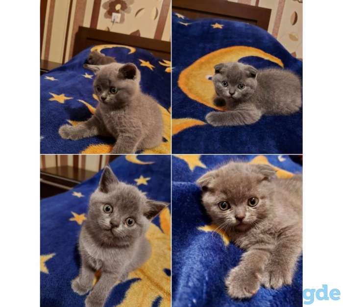 Продам котят, фотография 1