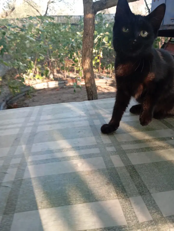 Котенок в дар, фотография 8