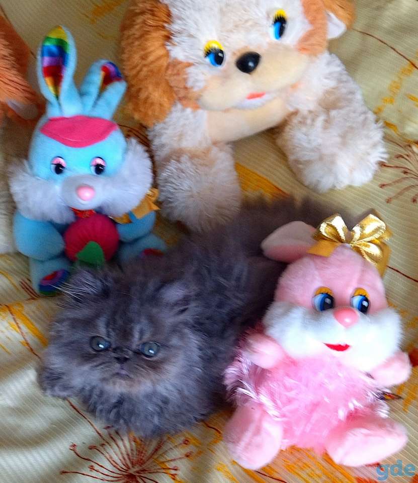 Персидские котята экстремального типа чистокровные персы., фотография 4