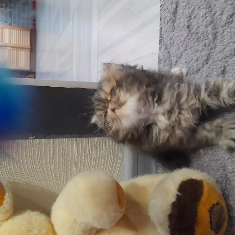 Персидские котята, фотография 3
