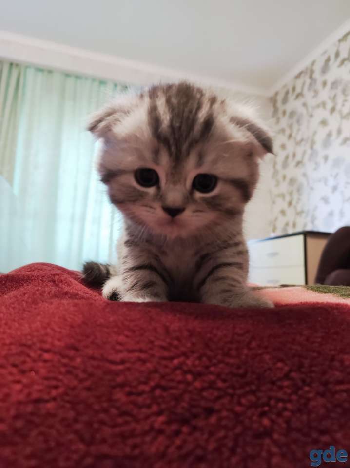 Шотландский вислоухий котенок, фотография 5