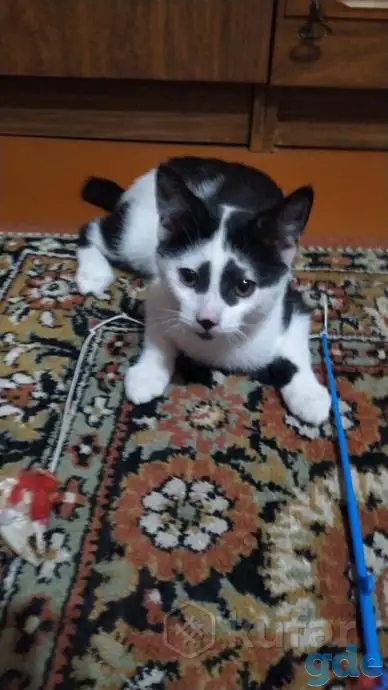 Раздам котят бесплатно, фотография 6