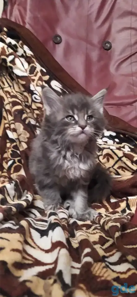 Мейн кун котята, фотография 4