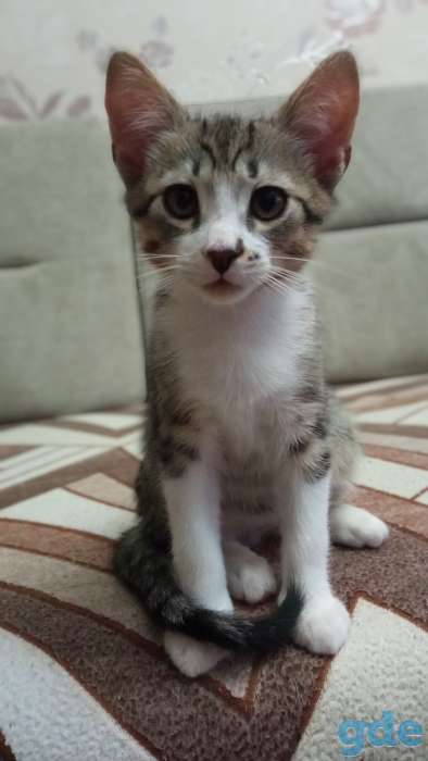 Веселые, озорные котики , фотография 2