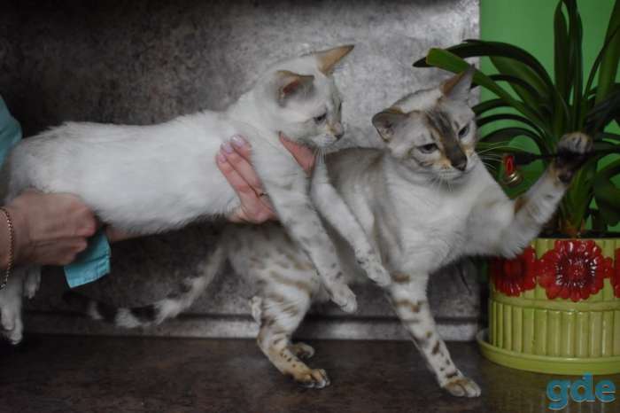 Бенгальский Бенгальские котята, фотография 8