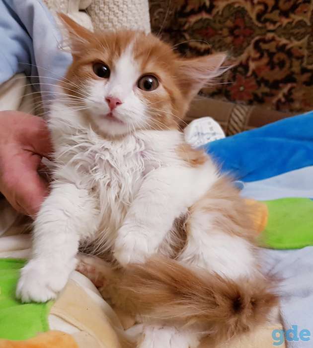 Котята бесплатно,коты., фотография 1