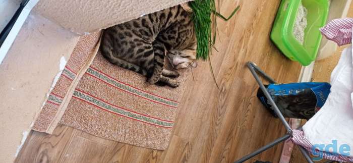 Бенгальский кот, фотография 5