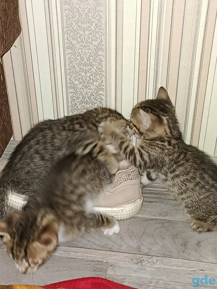 котята, фотография 2