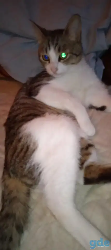 Отдадим отличного молодого кота., фотография 2