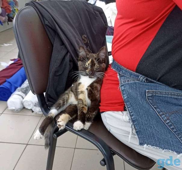 Кошечка ищет дом, фотография 1