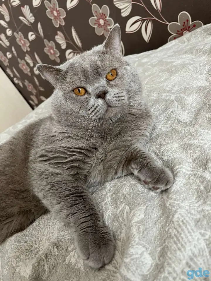 Шотландские котята, фотография 8