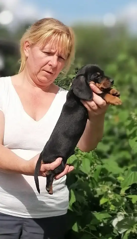 Щенок таксы стандартной гладкошерстной, классический, фотография 2
