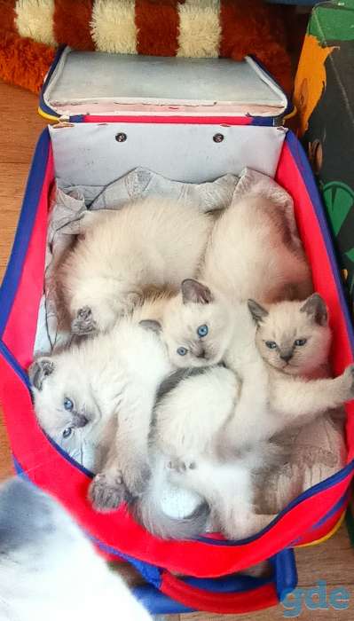 Котята шотландские, фотография 3