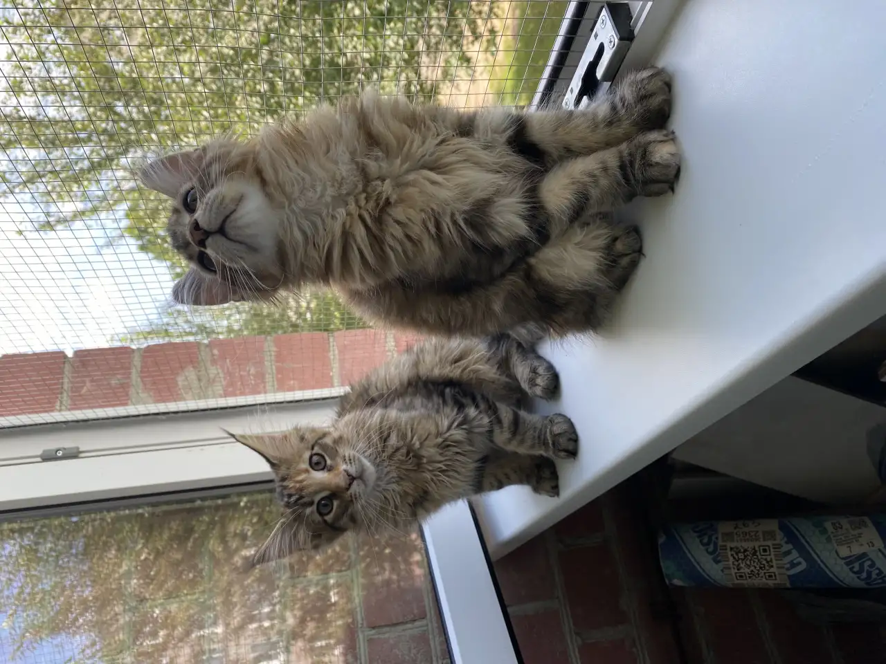 Котята Мейн-кун, фотография 4