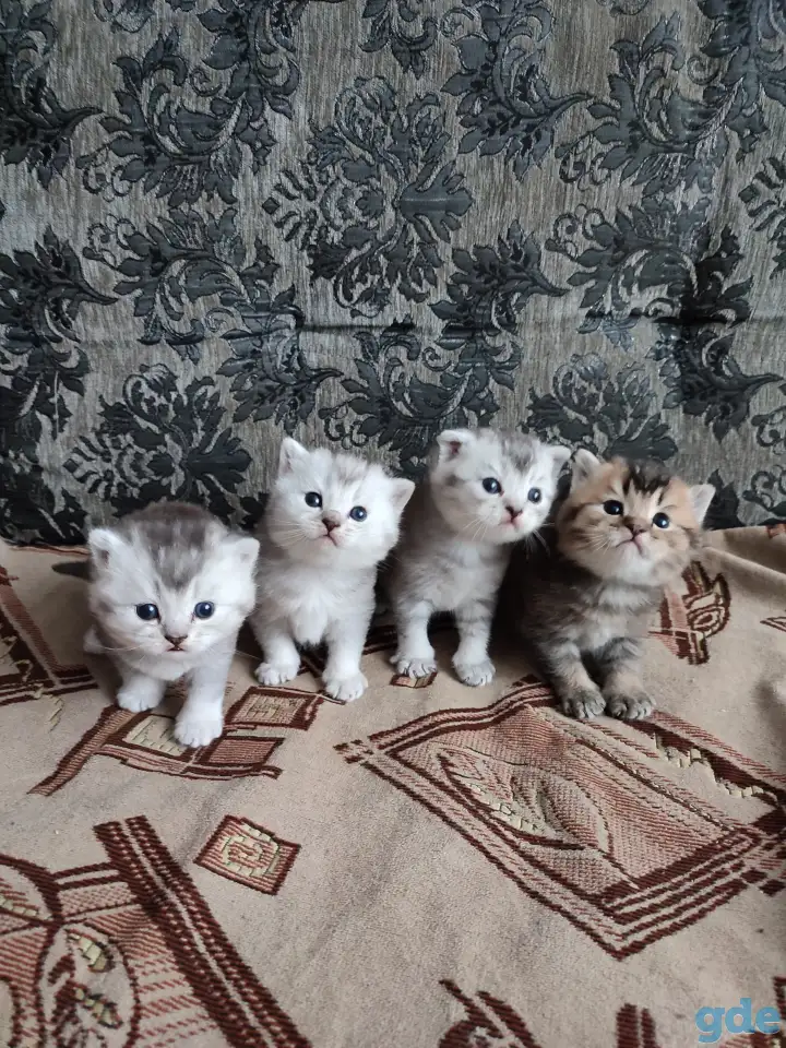 Продажа шотландских котят, фотография 1