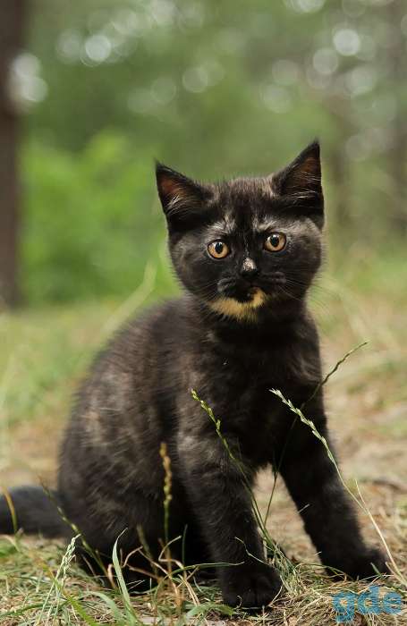 Британский котенок дымчатого окраса, фотография 3