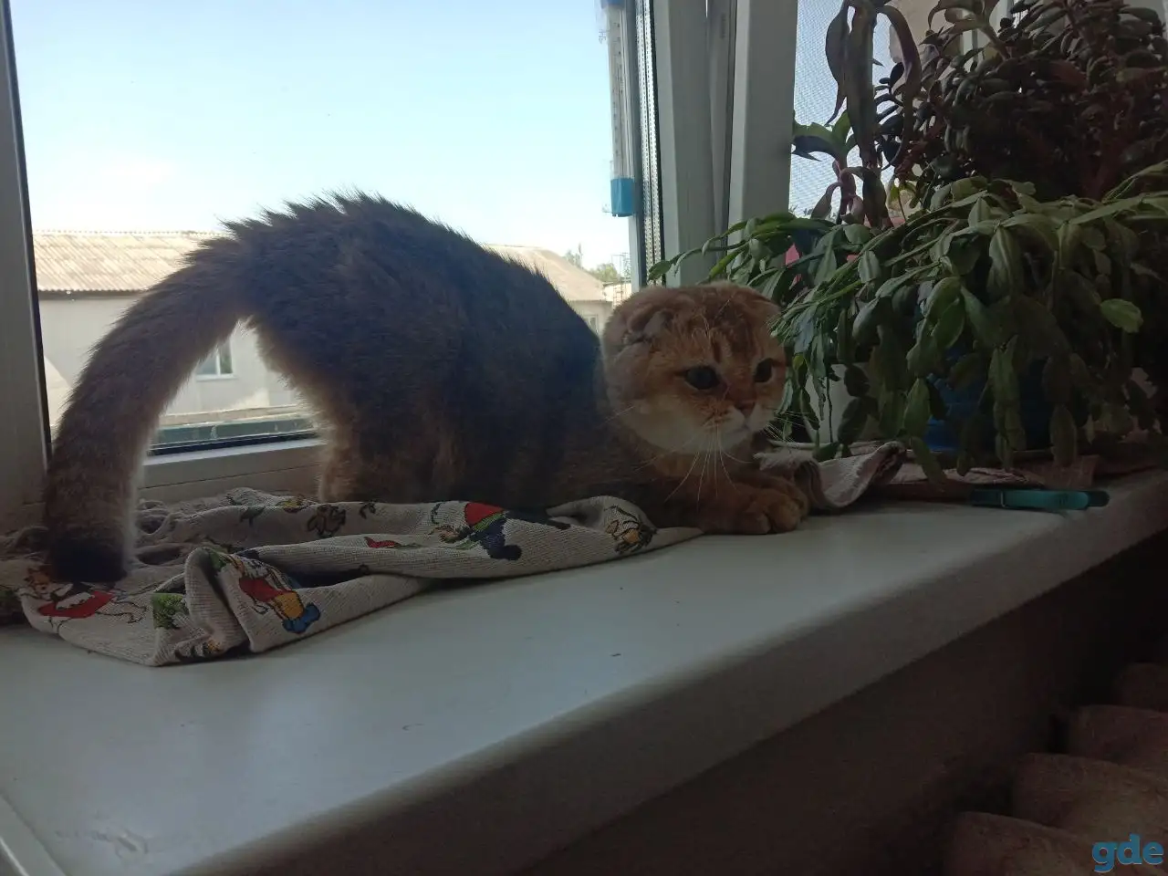 Вязка шотландского кота, фотография 3
