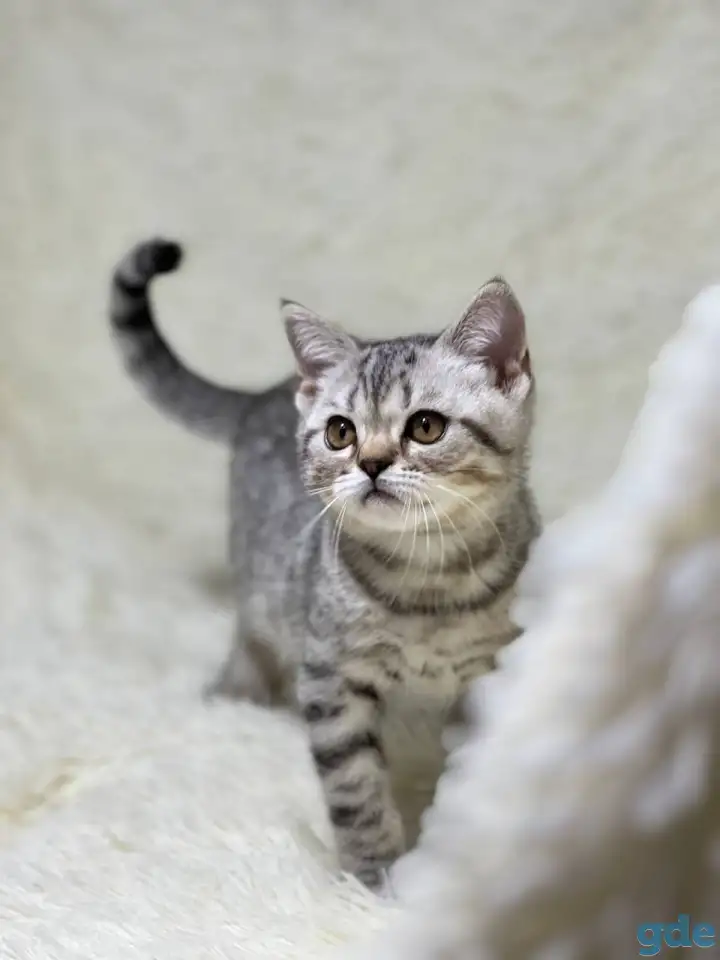 Котенок шотландский прямоухий, кот, окрас SFS 71 ns24, серебро, фотография 1