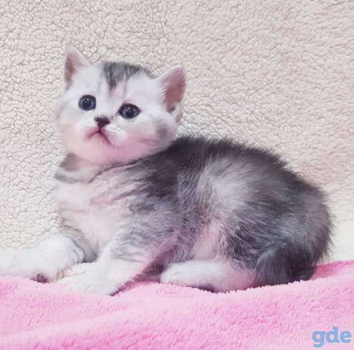 Котятки шиншиллятки,шотландские девочки., фотография 5
