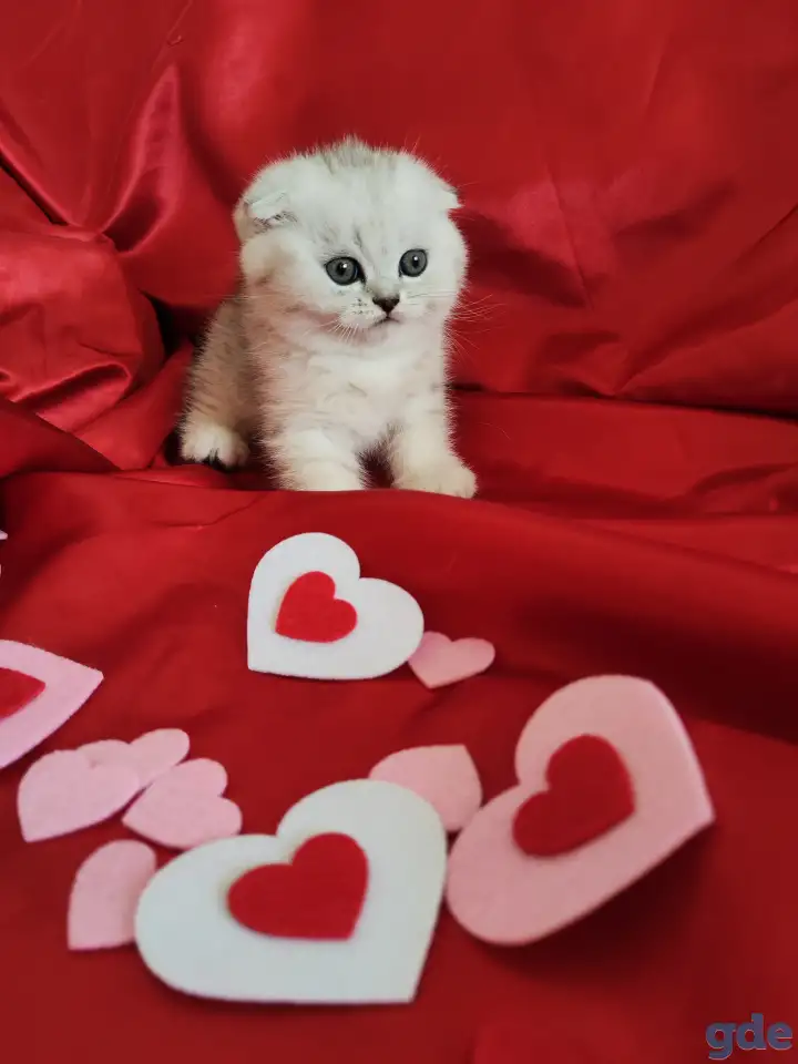 Шотландская кошечка, фотография 1