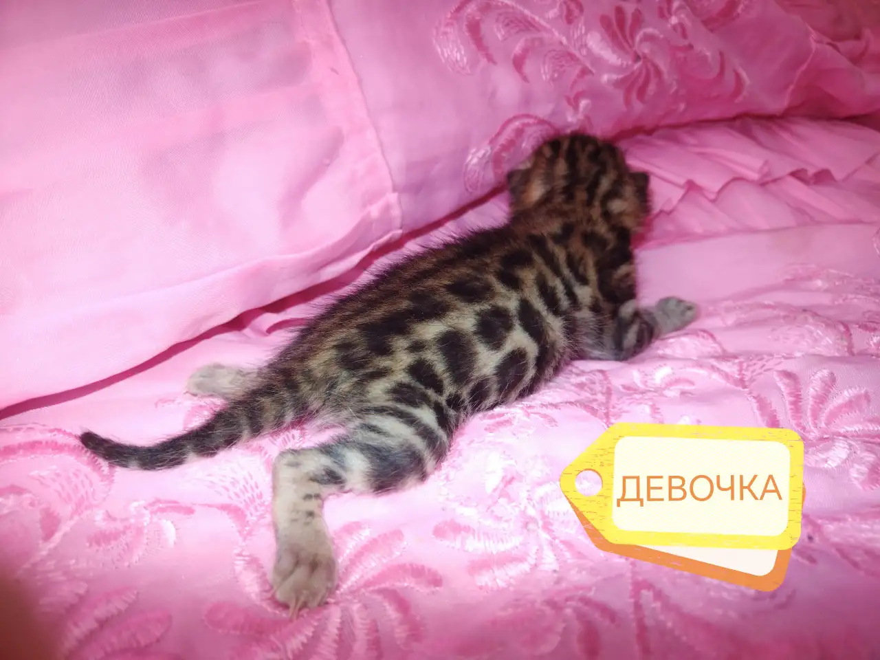 Шикарные бенгальские котята, фотография 2