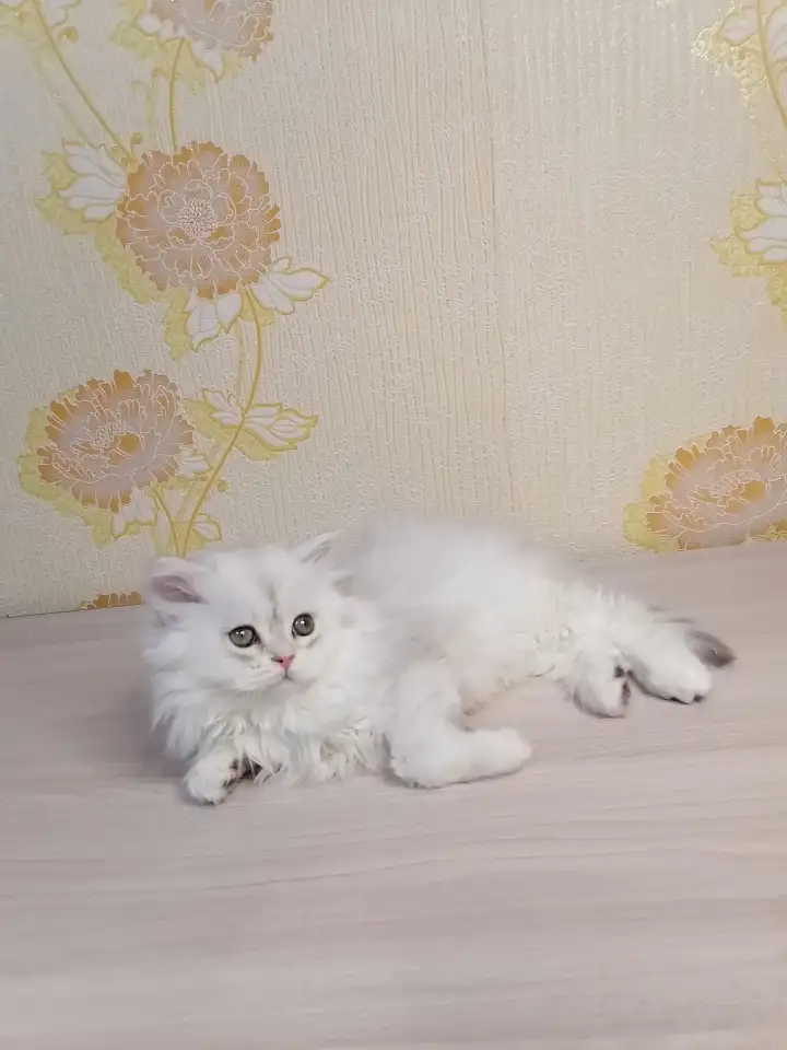 Британская кошечка, фотография 4