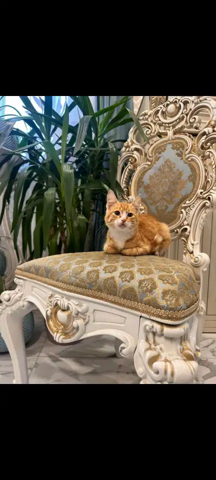 В дар ласковый прекрасный котёнок-мальчик Златик, фотография 1