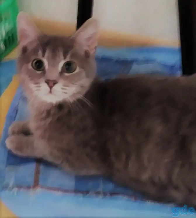 Котята в дар, в добрые руки, фотография 3