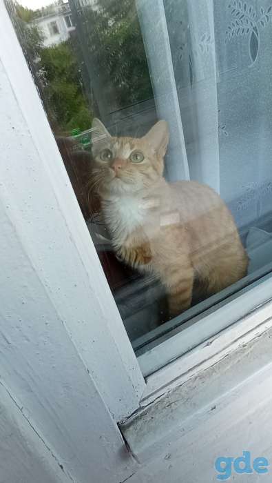 Котёнок в дар, фотография 4