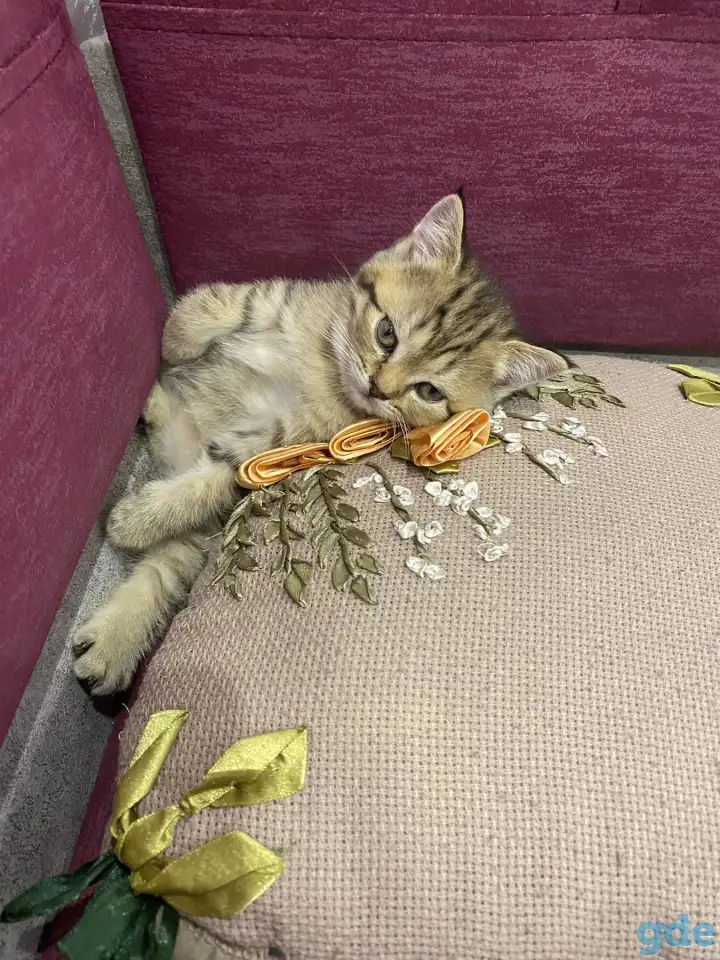 Котята, фотография 1