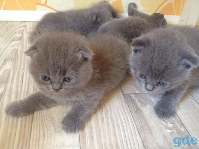 Продам британских и шотландских вислоухих котят, фотография 4