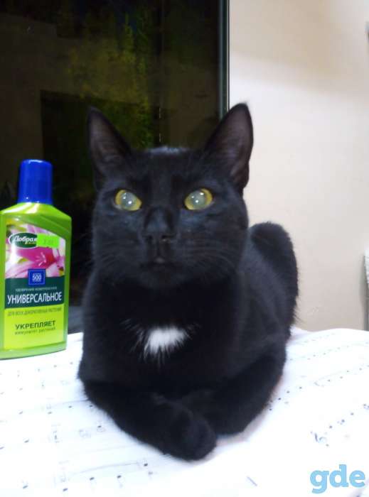Котят в заботливые руки, фотография 6
