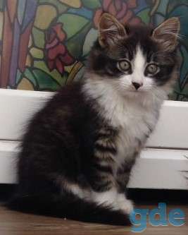 Прелестная кошечка, фотография 1