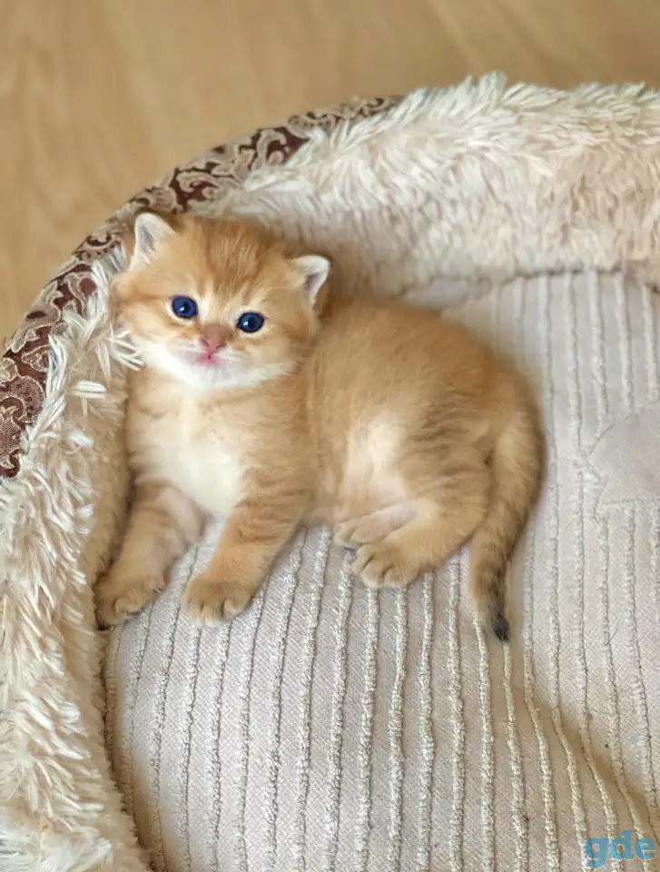 ЗОЛОТАЯ ШИНШИЛЛА шотландские котята, фотография 2