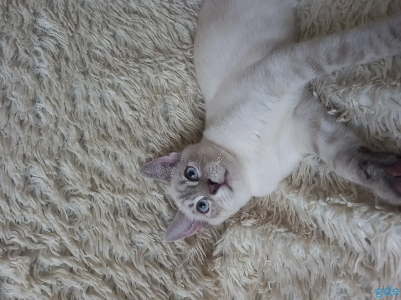 Котята в добрые руки, фотография 3