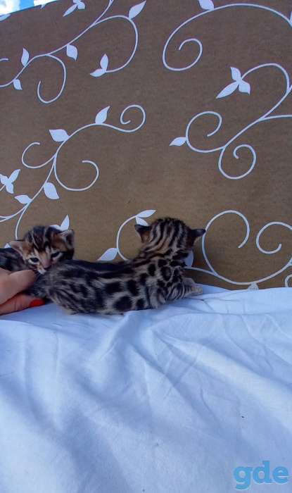 Бенгальские котята, фотография 3