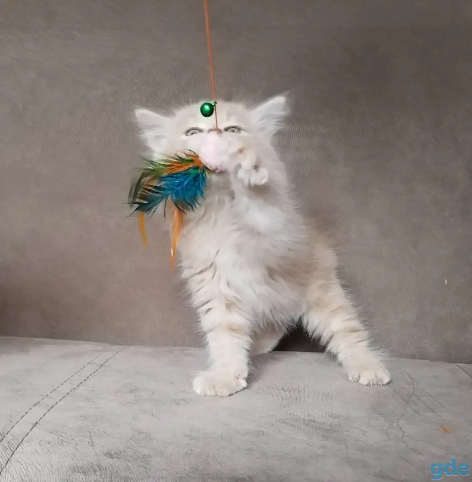 Курильский бобтейл, фотография 3