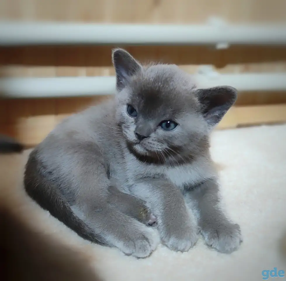 Котята европейской бурмы, фотография 7