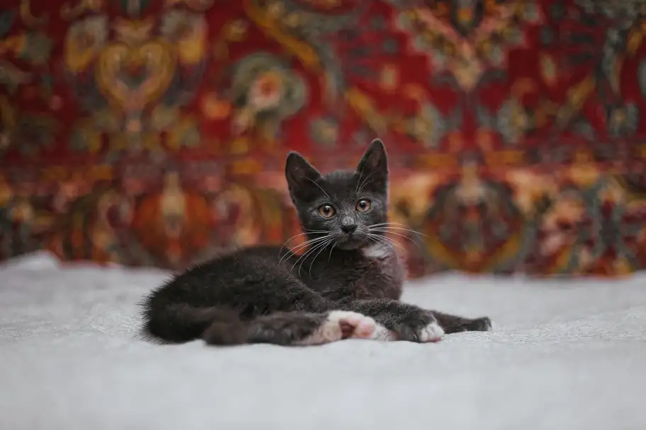 Нежный котенок Масик ищет дом!, фотография 11