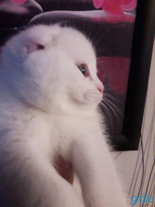 Шотландский котёнок, фотография 1