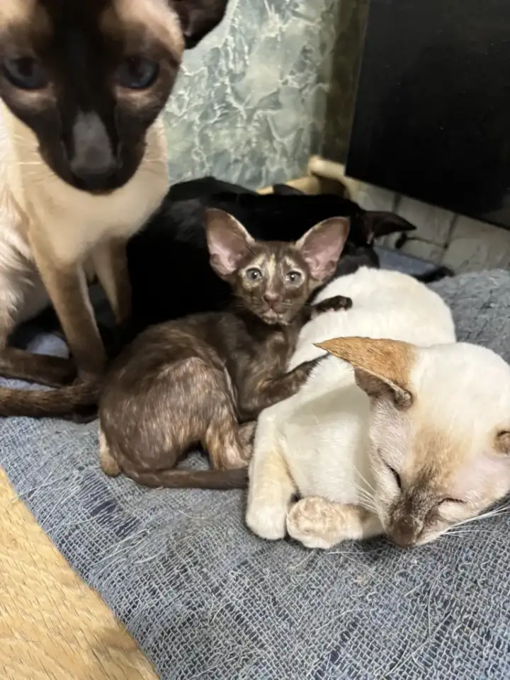 Ориентальные котята, фотография 6
