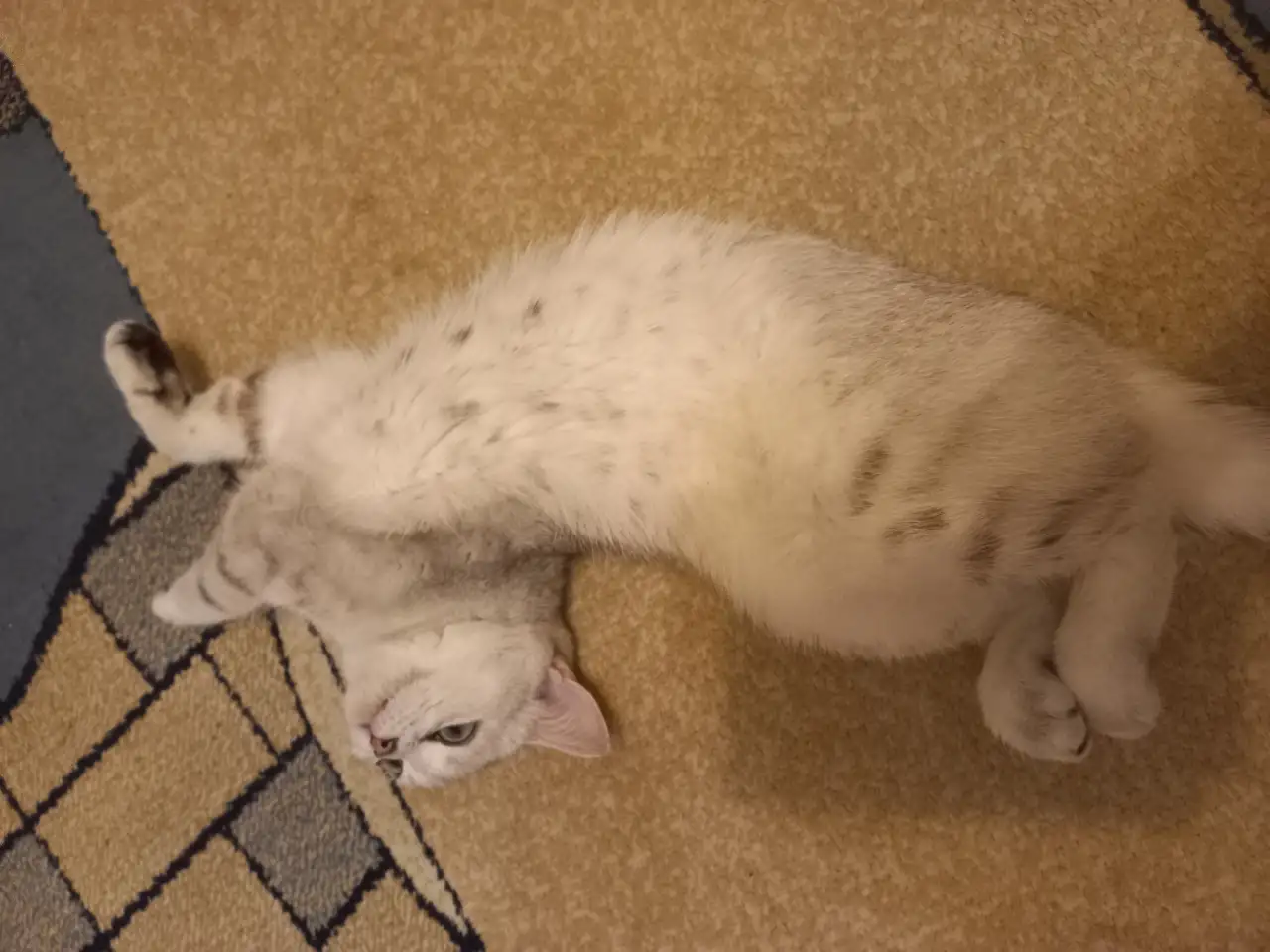 Шотландская кошка, фотография 1