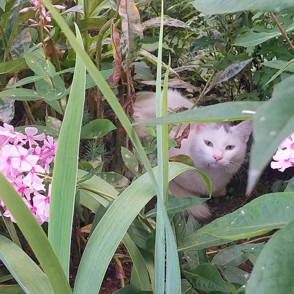 МОЛОДОЙ, БЕЛОСНЕЖНЫЙ КОТИК С ГУСТОЙ РОСКОШНОЙ ШЕРСТКОЙ В ДОБРЫЕ РУКИ!!!, фотография 7