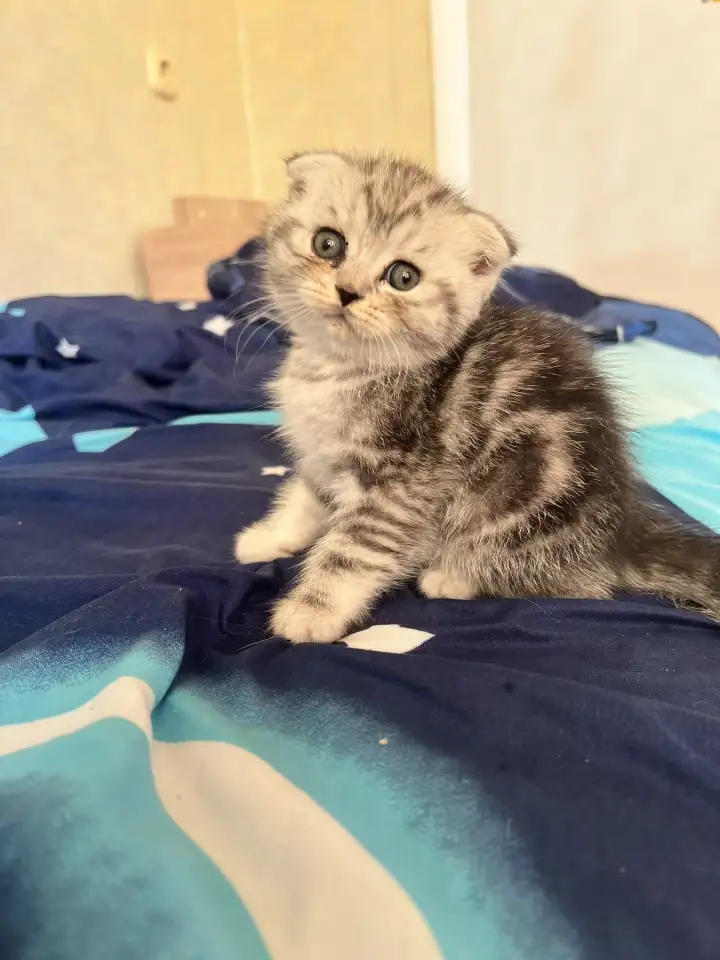 Шотландские котята, фотография 3