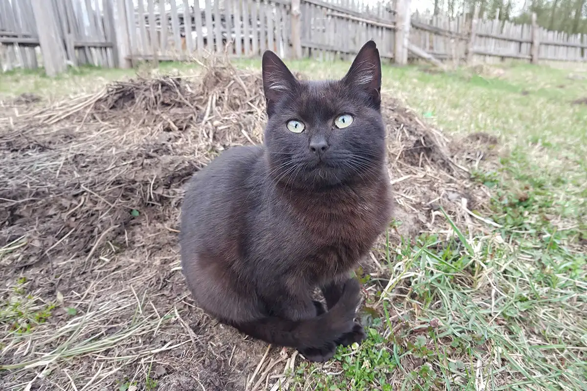 Котики очень срочно ищут дом, фотография 6
