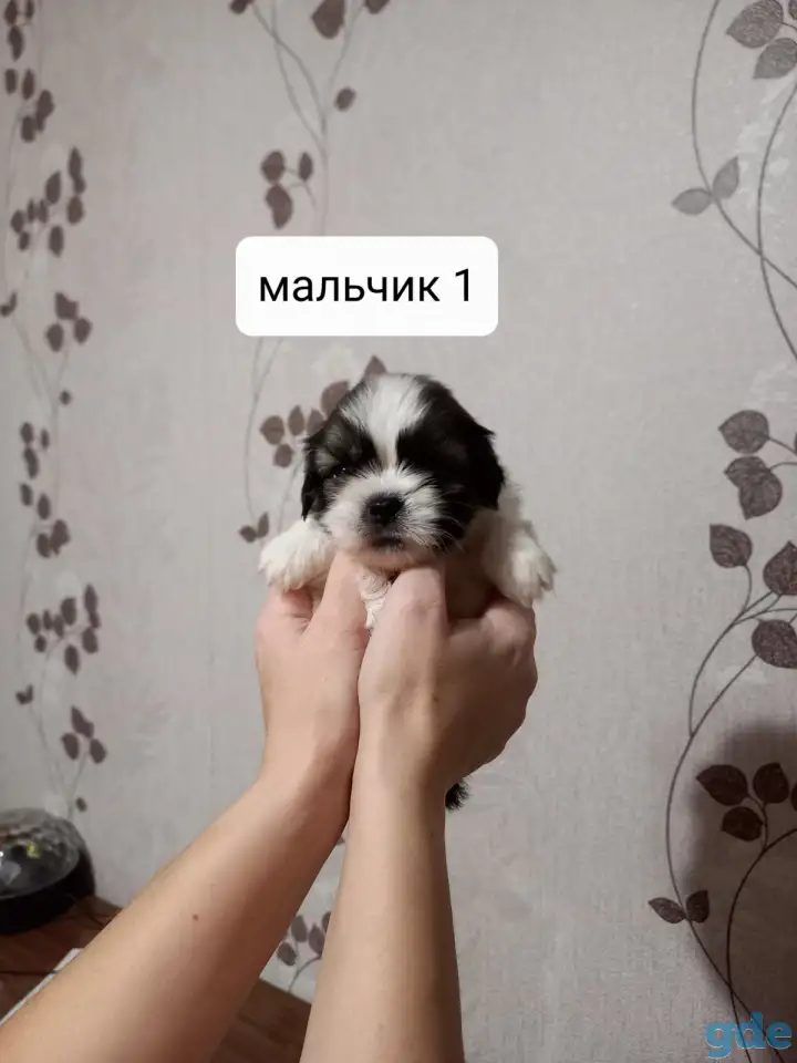 Продаются щенки ши тцу, фотография 3