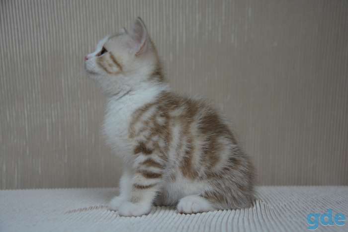 Шотландский котенок, фотография 3