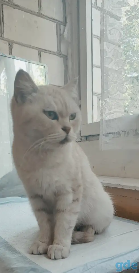 Шотландская кошечка, фотография 1