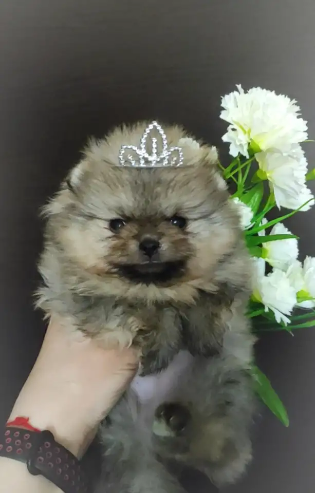Померанский шпиц, щенки. Мини мишки, фотография 3